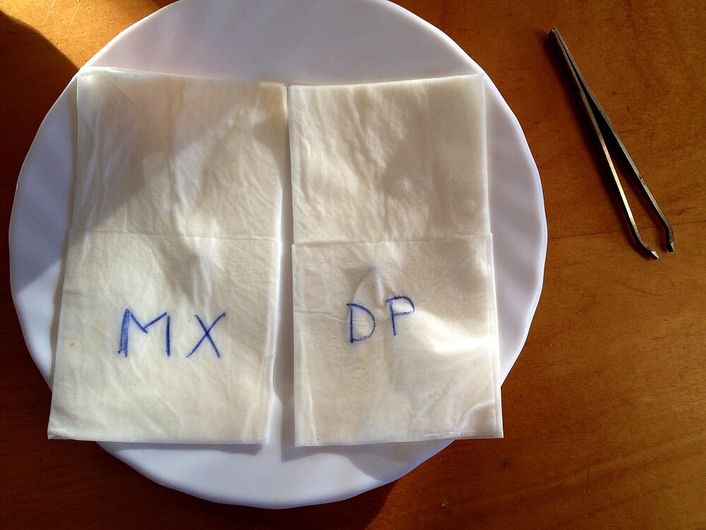Zwei gefaltete Papiertücher auf einem weißen Teller, beschriftet mit 'MX' und 'DP', daneben eine Pinzette.