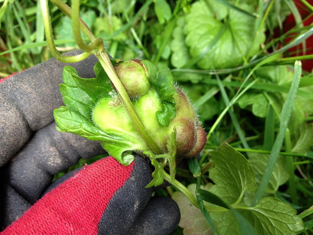 Growreport Bild 20