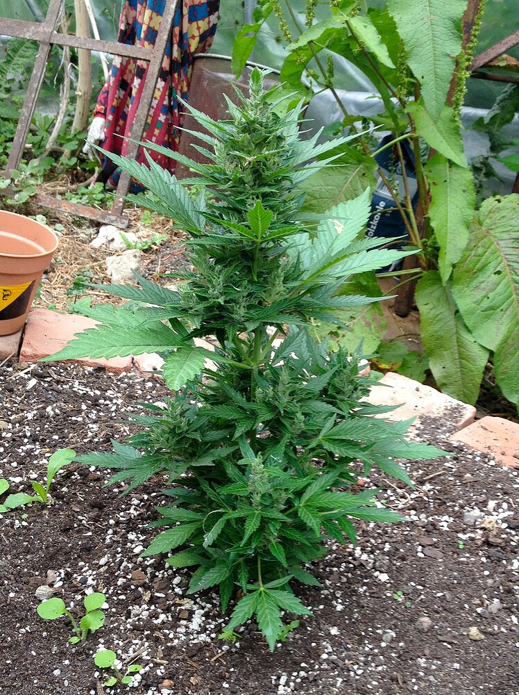 Growreport Bild 3