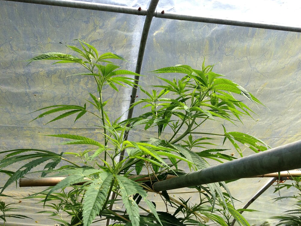 Growreport Bild 6