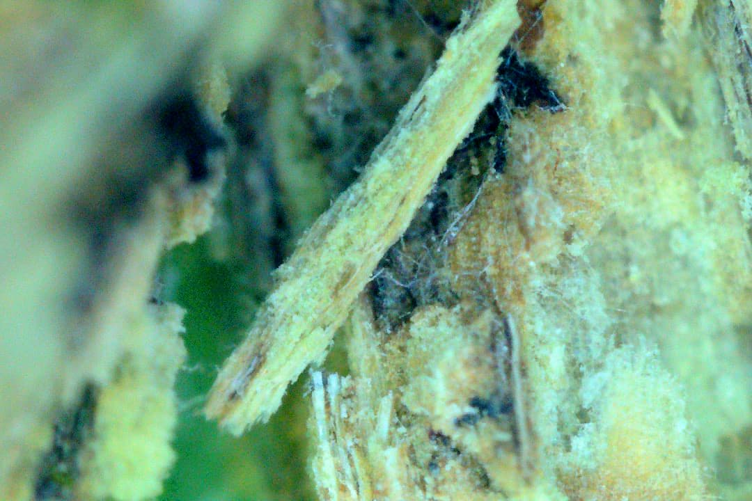 Growreport Bild 39