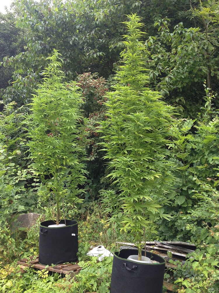 Growreport Bild 1