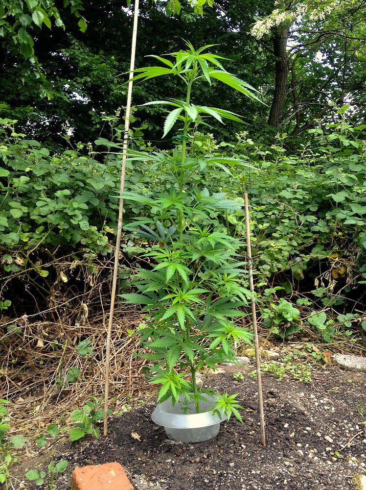 Eine junge Cannabispflanze im Freien, gestützt von zwei Bambusstäben und geschützt durch einen Plastikring am Boden.