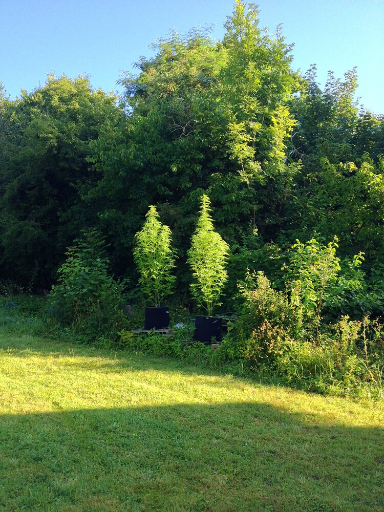 Growreport Bild 53