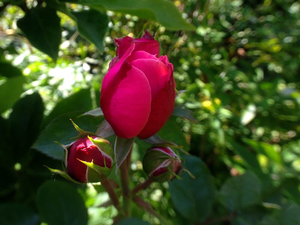 Growreport Bild 50