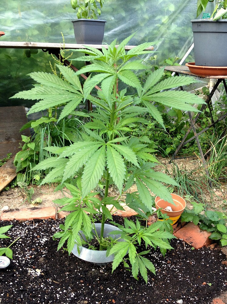 Growreport Bild 6