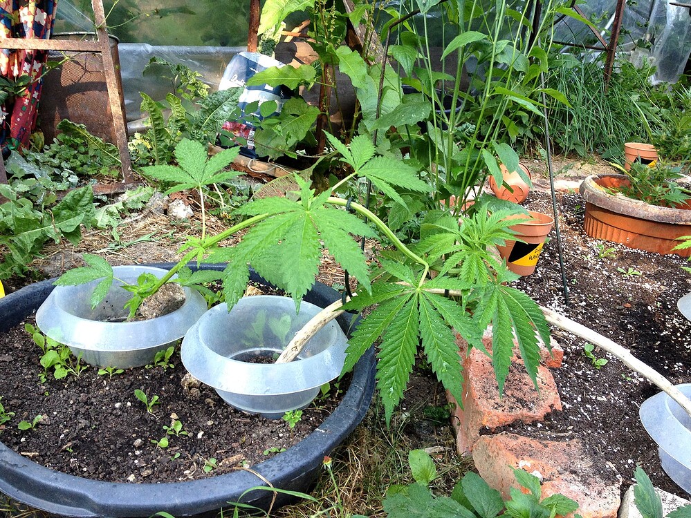 Growreport Bild 34