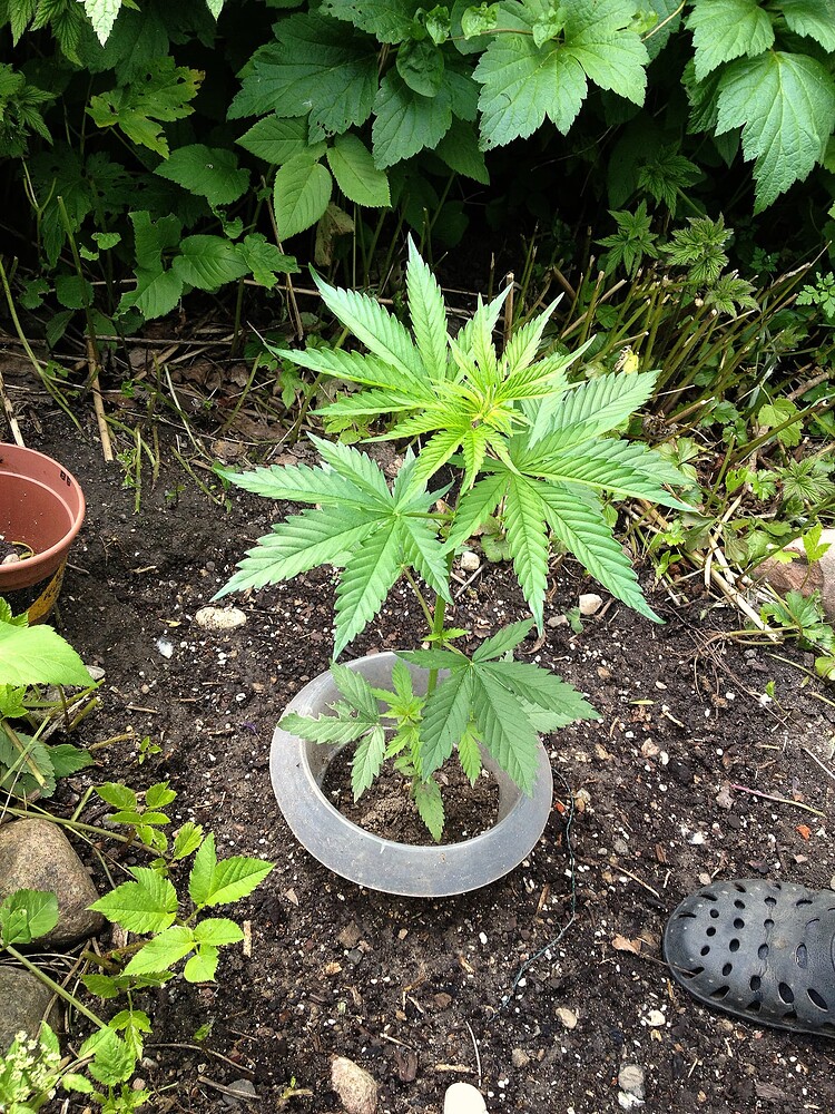 Eine junge Cannabispflanze im Freiland, umgeben von einem transparenten Kunststoffring als Schutz, mit einem Schuh am unteren rechten Bildrand.