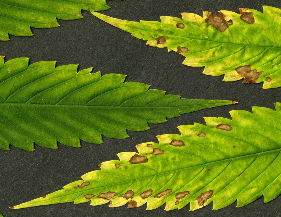 Growreport Bild 50