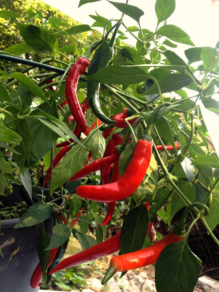 Growreport Bild 34