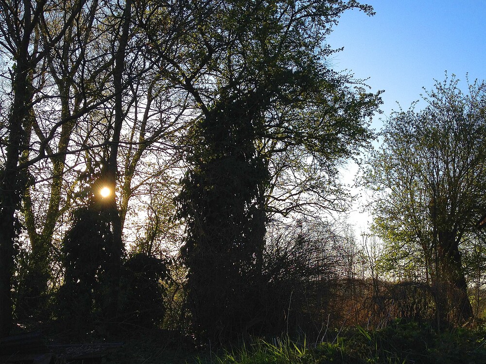 Gegenlichtaufnahme von Bäumen im Garten bei Sonnenuntergang.
