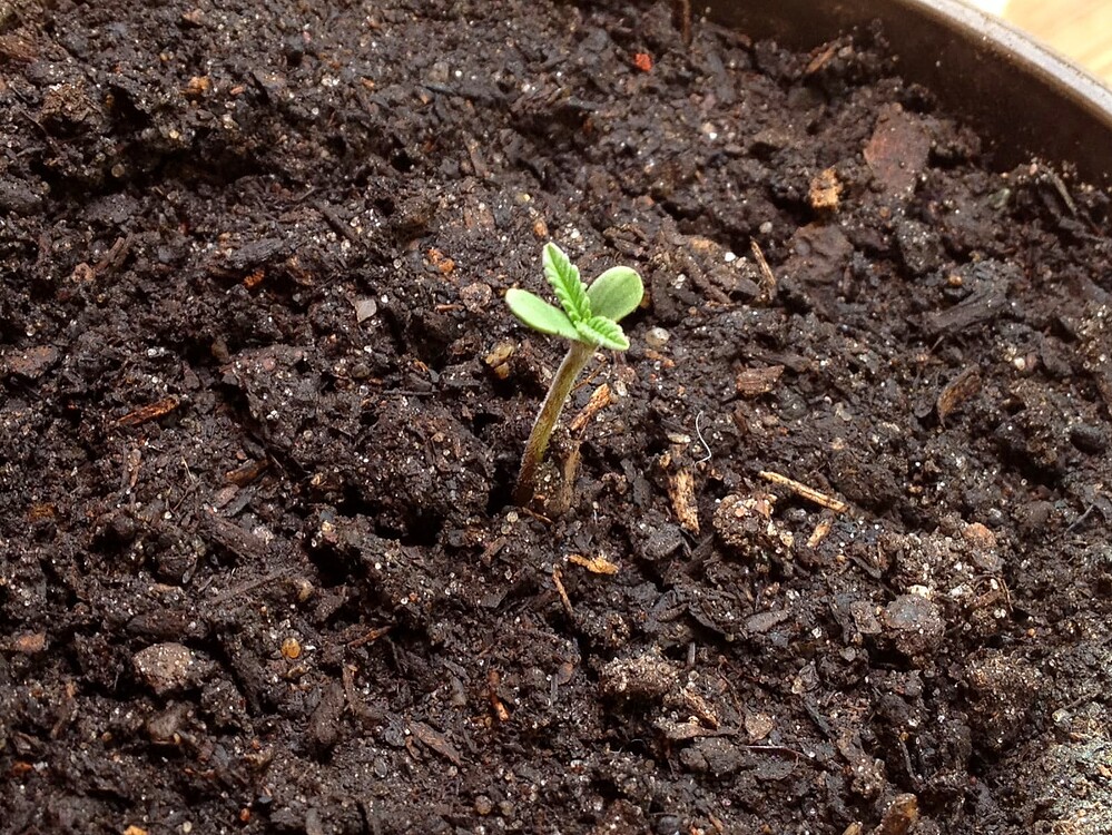 Growreport Bild 2