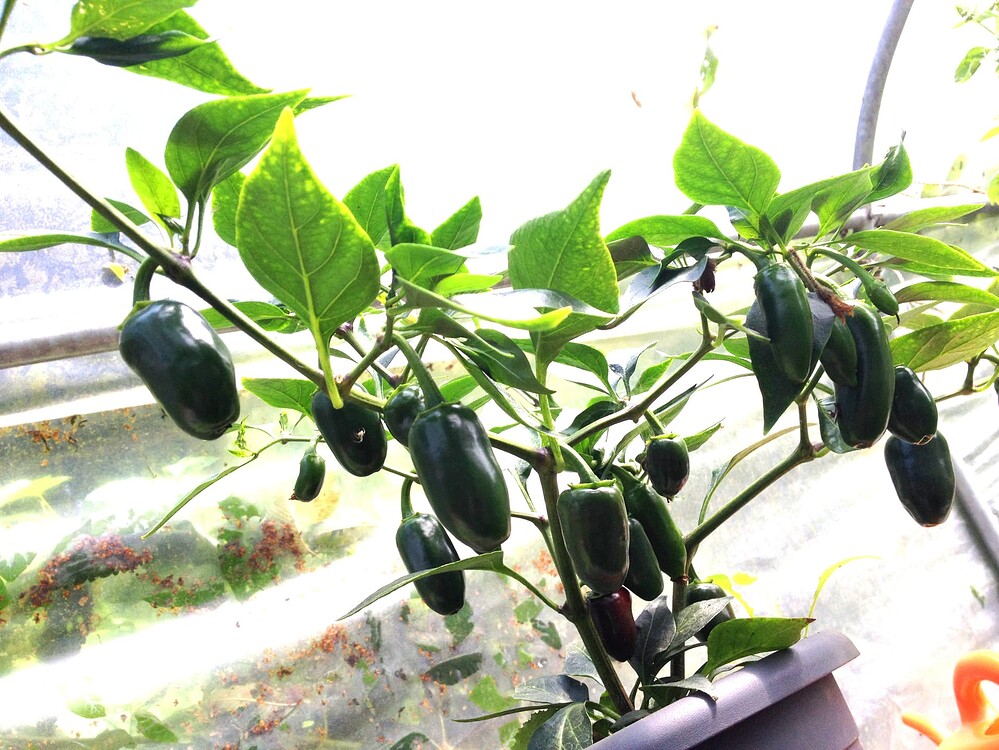 Growreport Bild 29