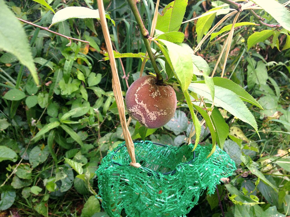Growreport Bild 37