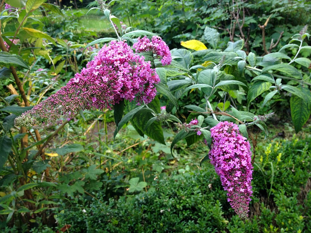 Growreport Bild 37
