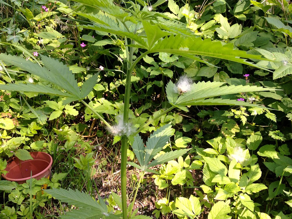 Growreport Bild 22