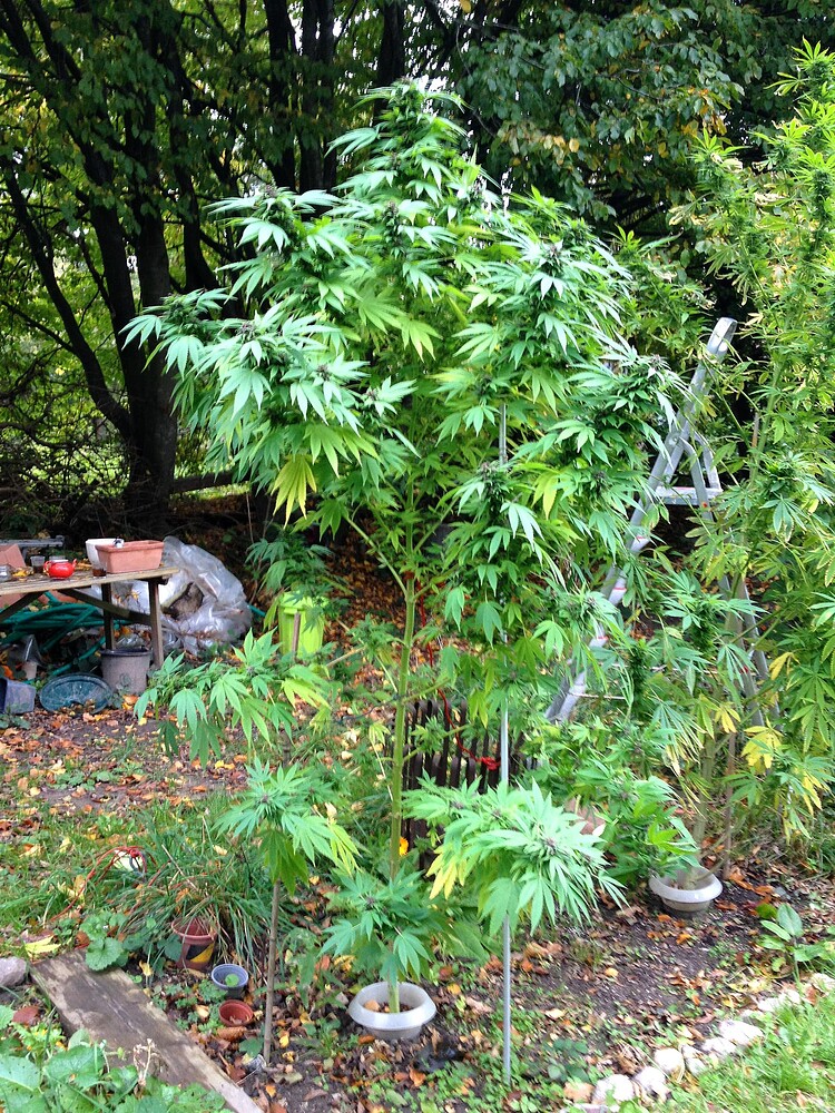 Growreport Bild 10