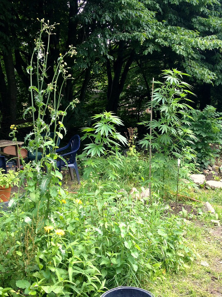 Growreport Bild 9