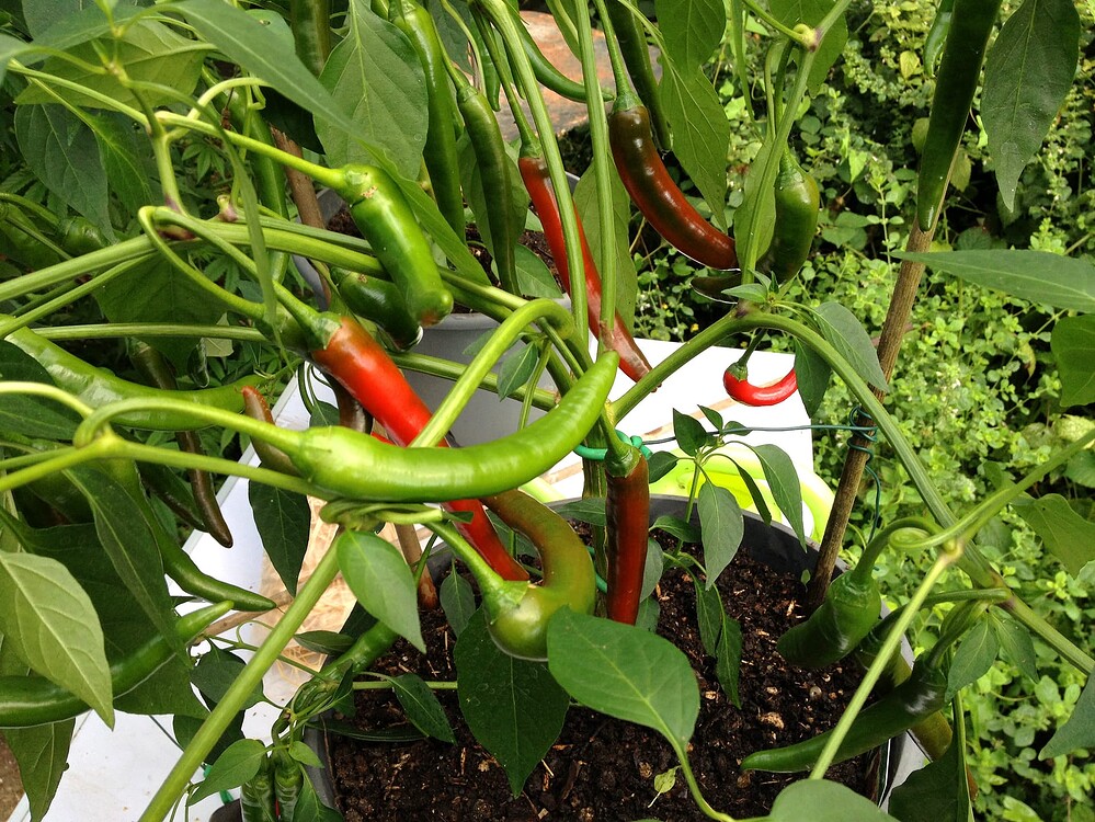 Growreport Bild 26