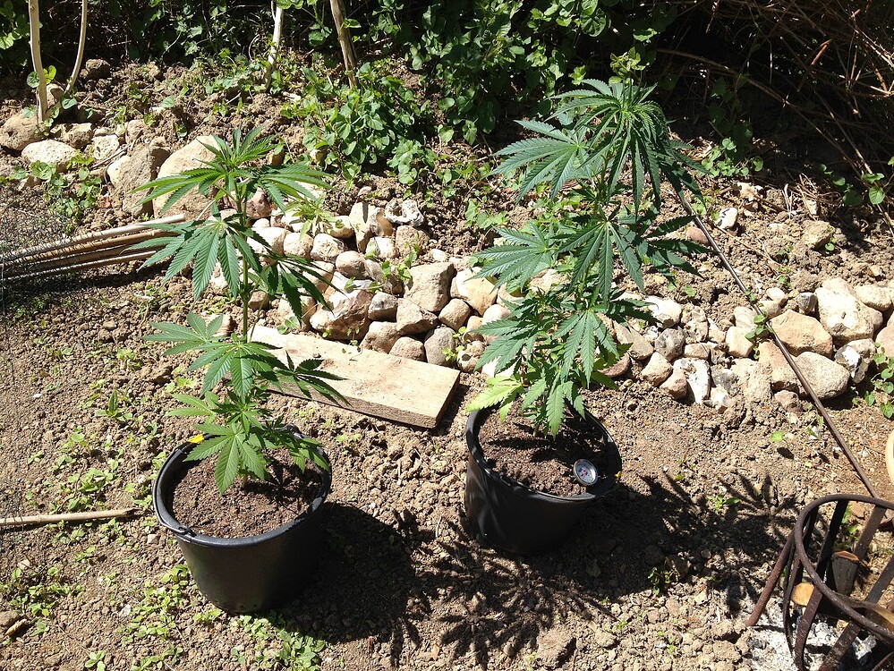 Growreport Bild 20