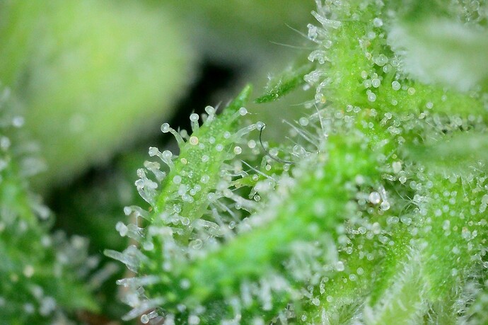 Growreport Bild 7