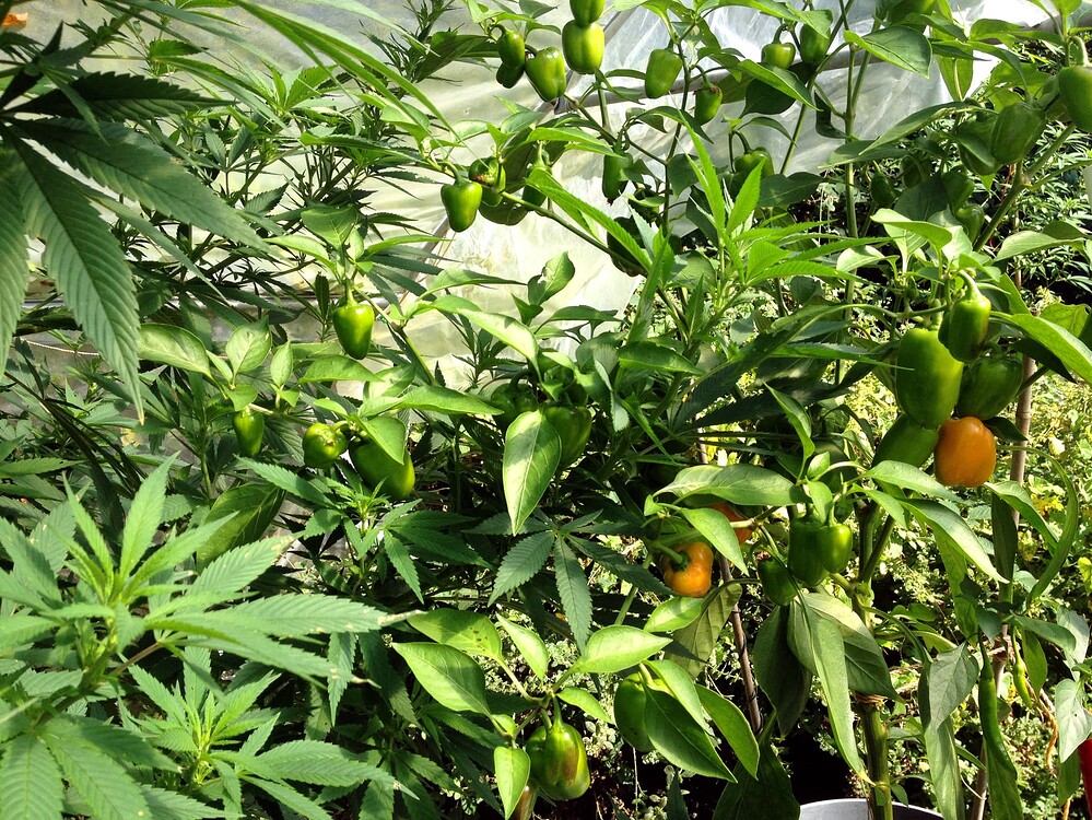 Growreport Bild 32