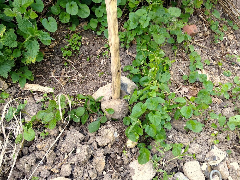 Growreport Bild 9