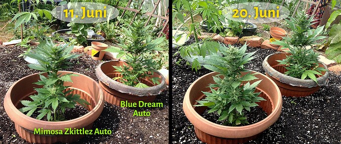 Growreport Bild 7