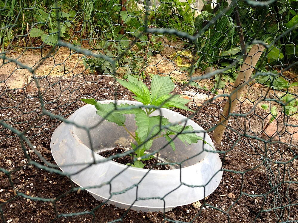 Growreport Bild 51