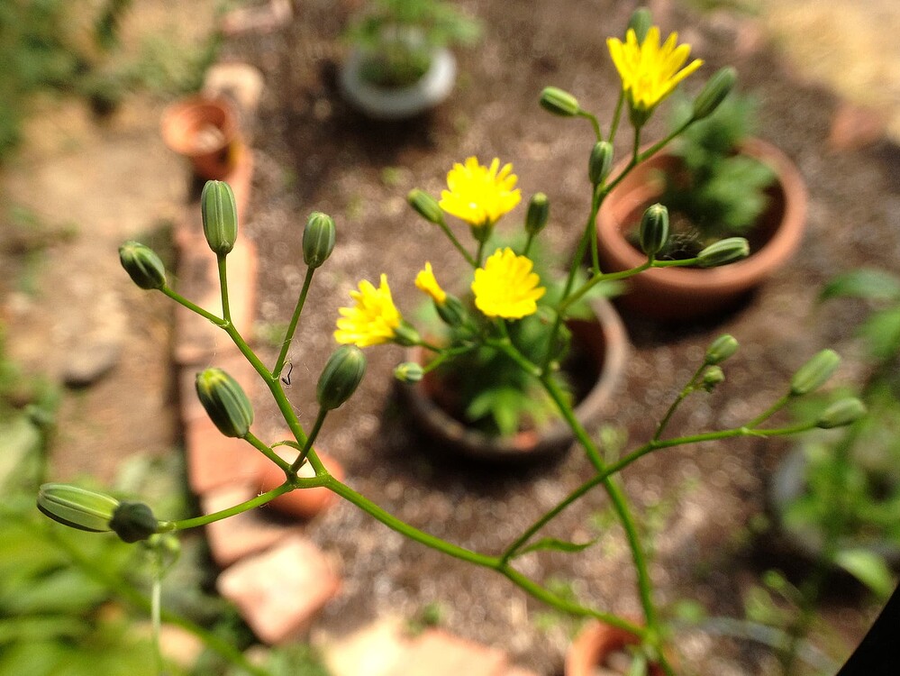 Growreport Bild 35