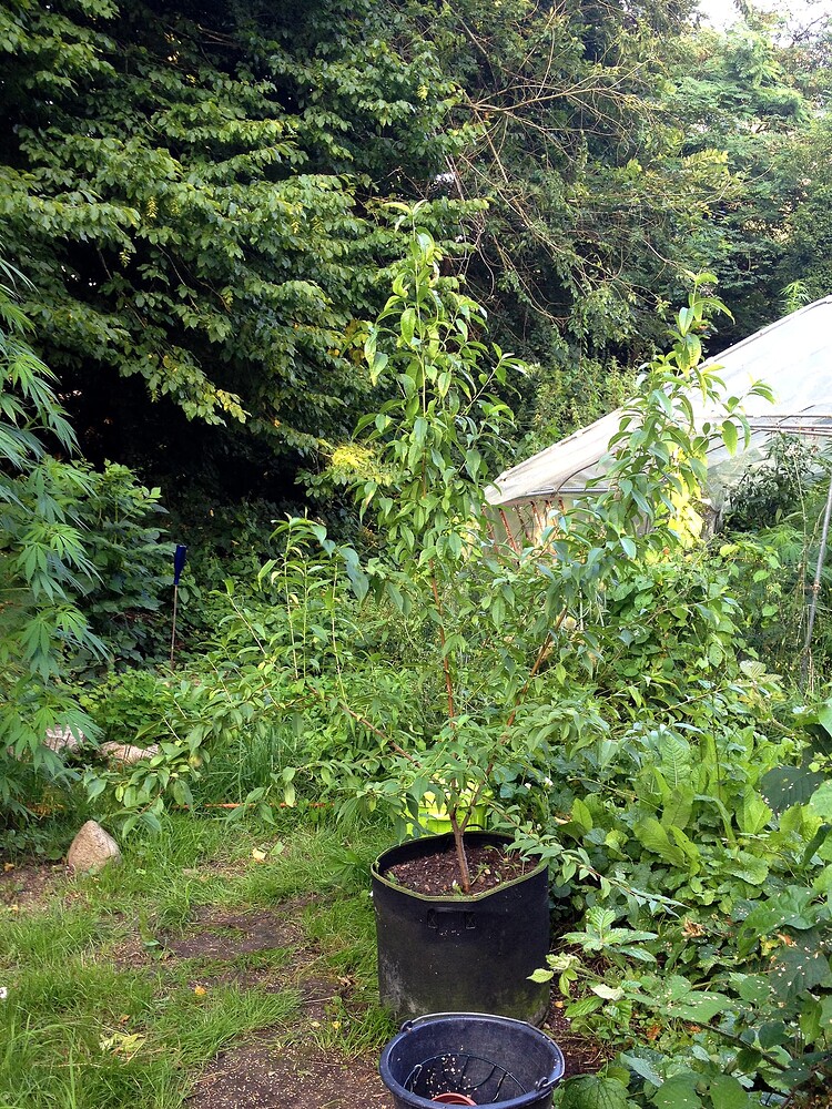 Growreport Bild 13