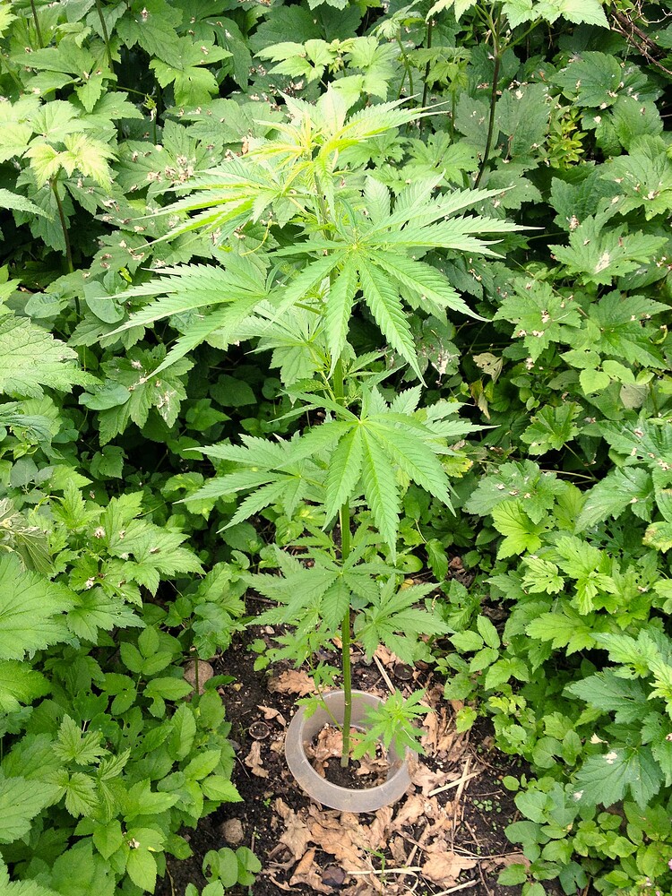 Growreport Bild 7