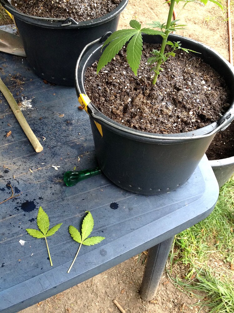 Eine junge Cannabispflanze in einem schwarzen Eimer auf einem Tisch, daneben zwei abgezupfte gelbe Blätter.