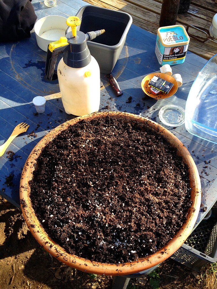 Ein großer Tontopf gefüllt mit frischer Erde und Perlite steht auf einem blauen Tisch, daneben eine Sprühflasche und weiteres Zubehör.