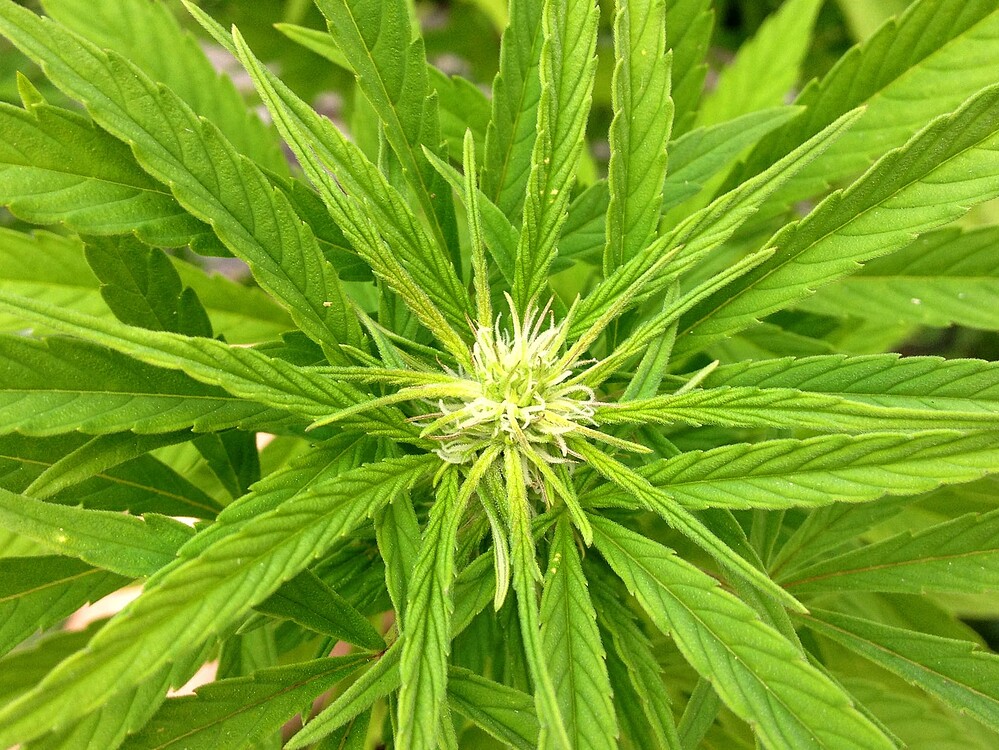 Growreport Bild 34