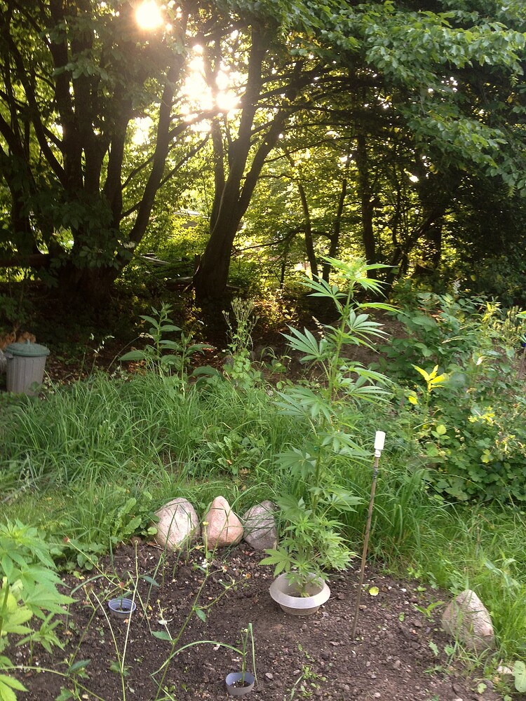 Growreport Bild 12