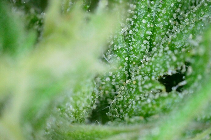 Growreport Bild 9