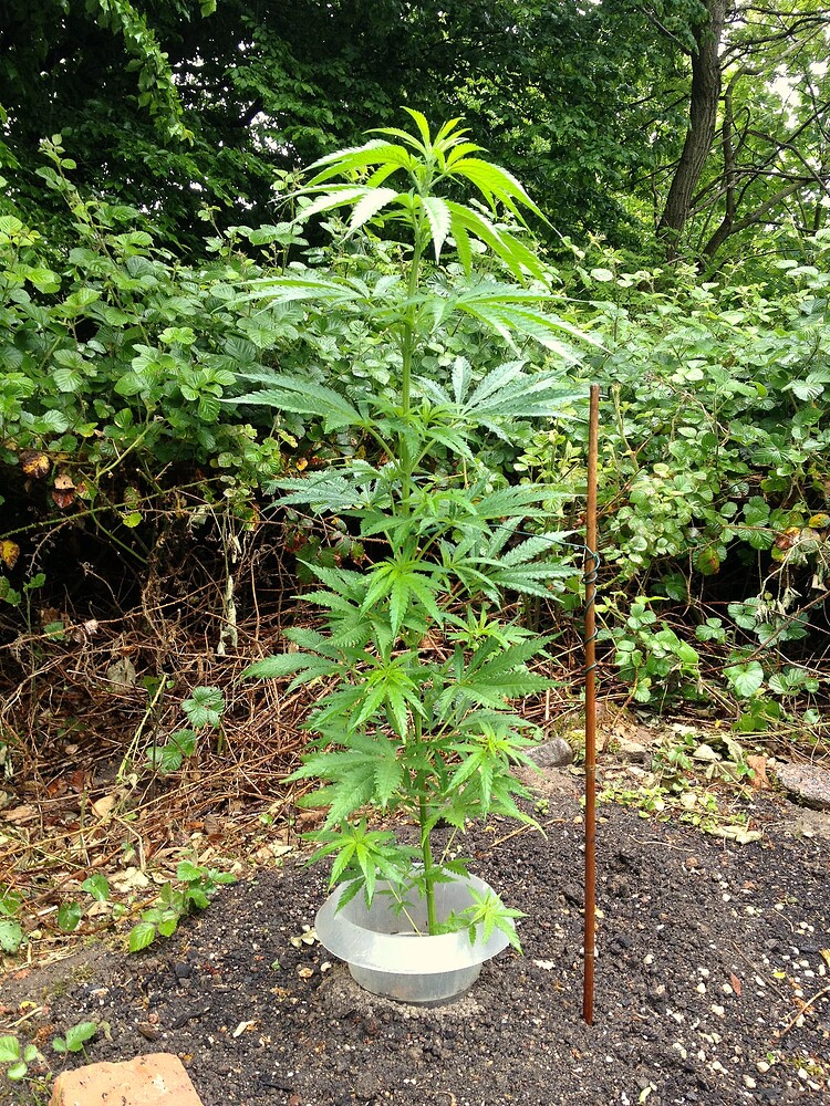 Eine junge Mexican Sativa Pflanze im Freien, gestützt durch einen Stab, umgeben von einem Schneckenschutzring.