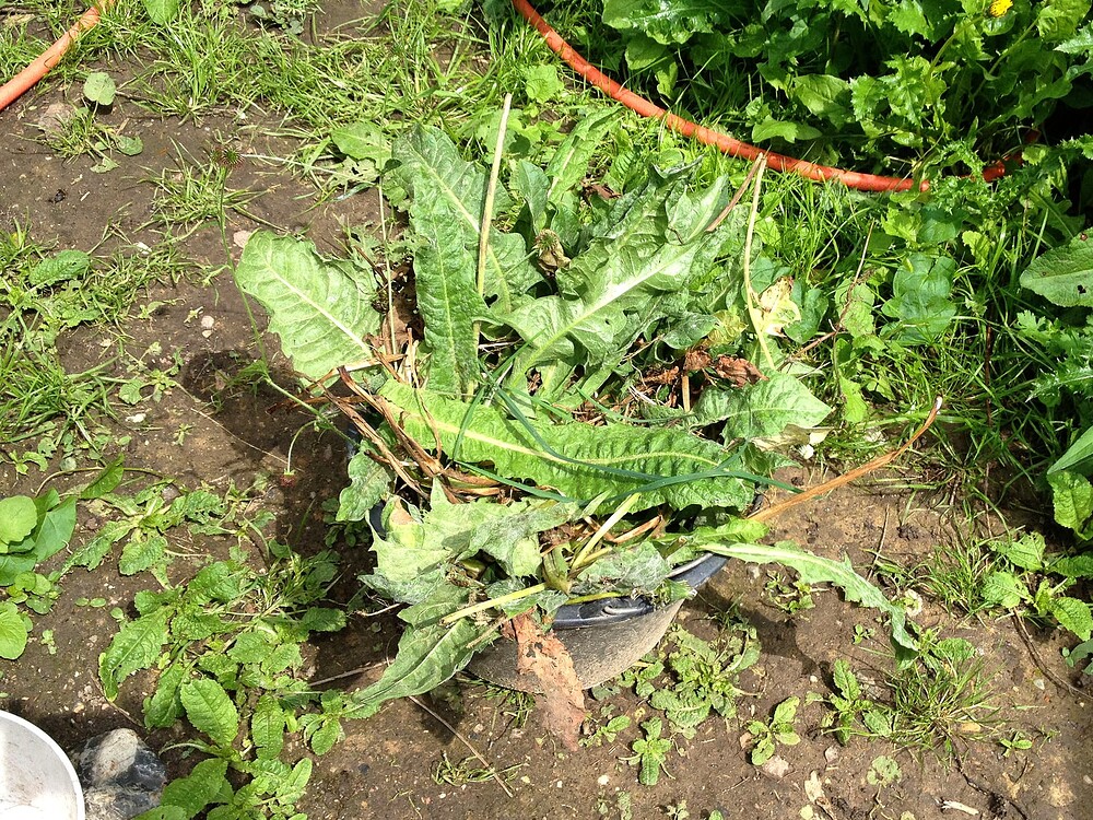 Growreport Bild 18