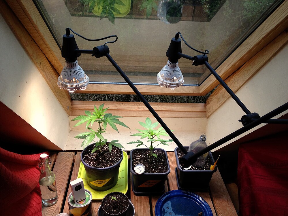 Growreport Bild 3