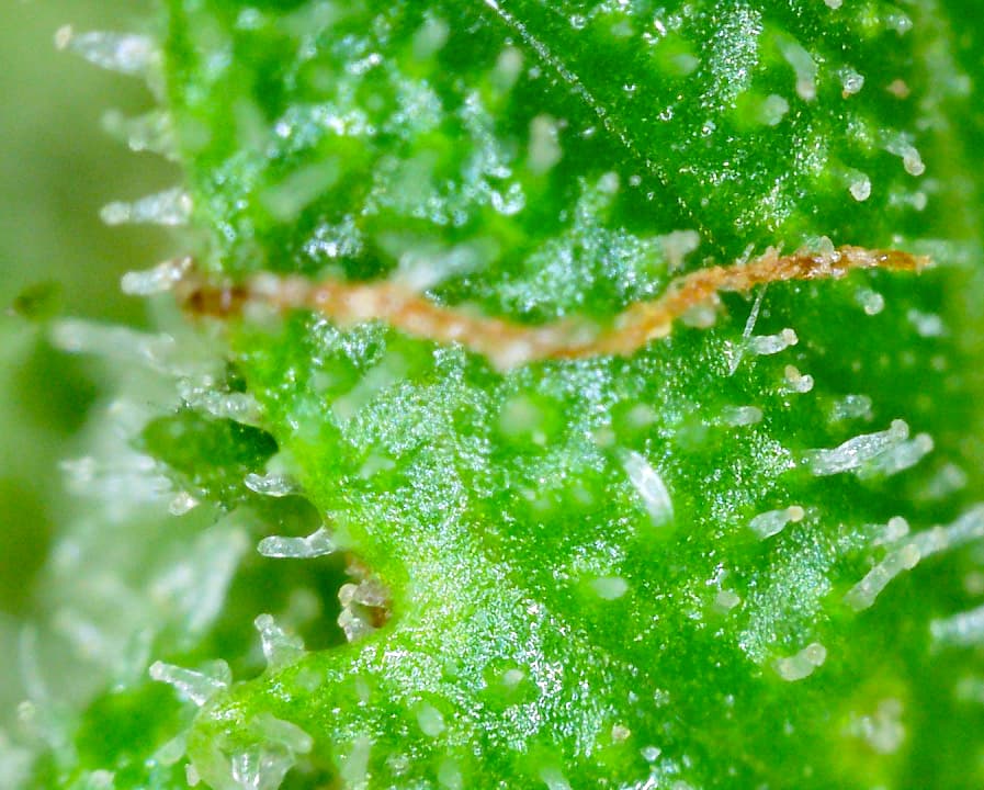 Growreport Bild 4