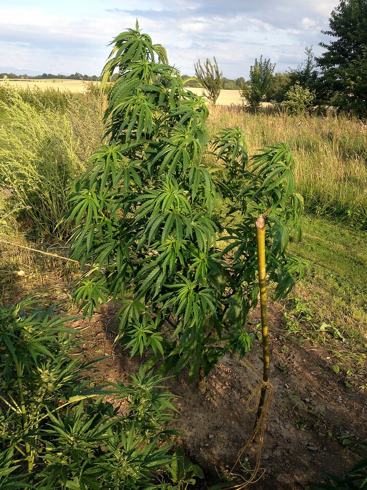 Growreport Bild 14