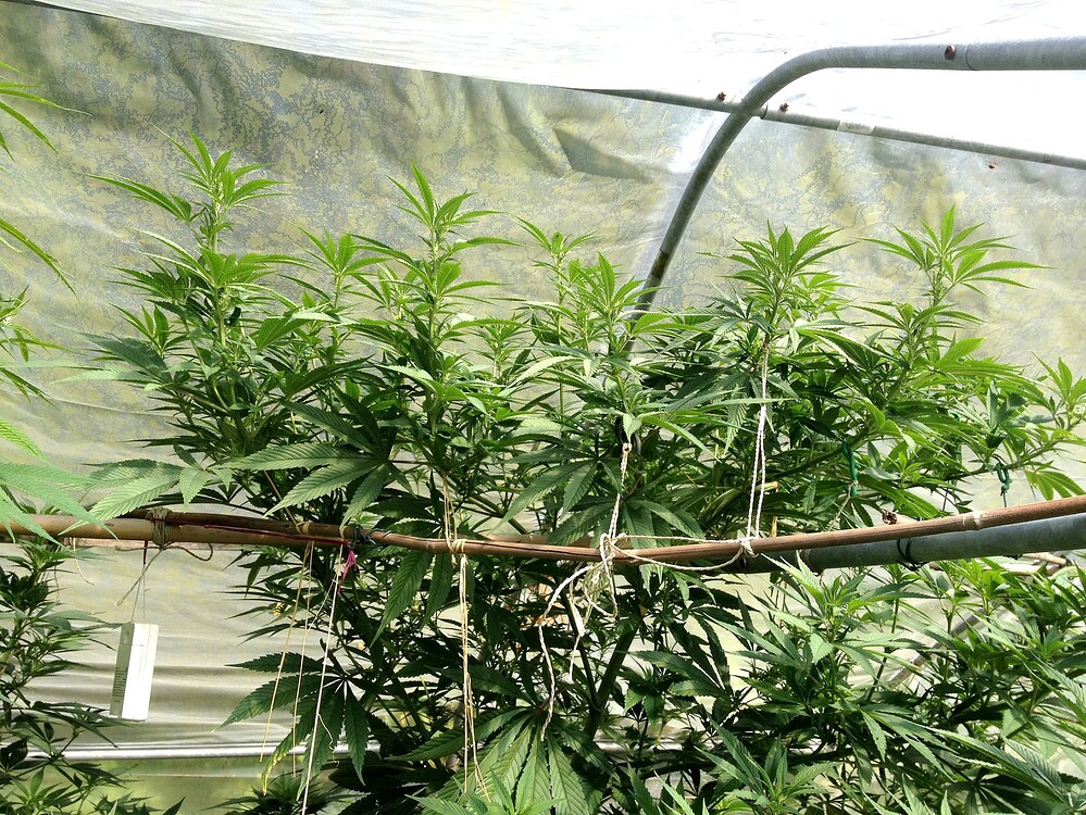 Growreport Bild 31