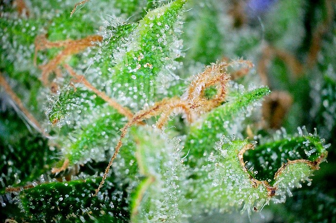 Growreport Bild 18