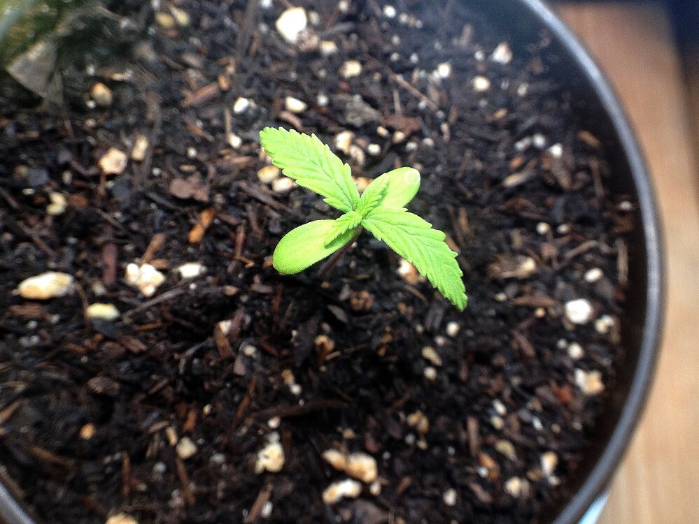 Growreport Bild 4