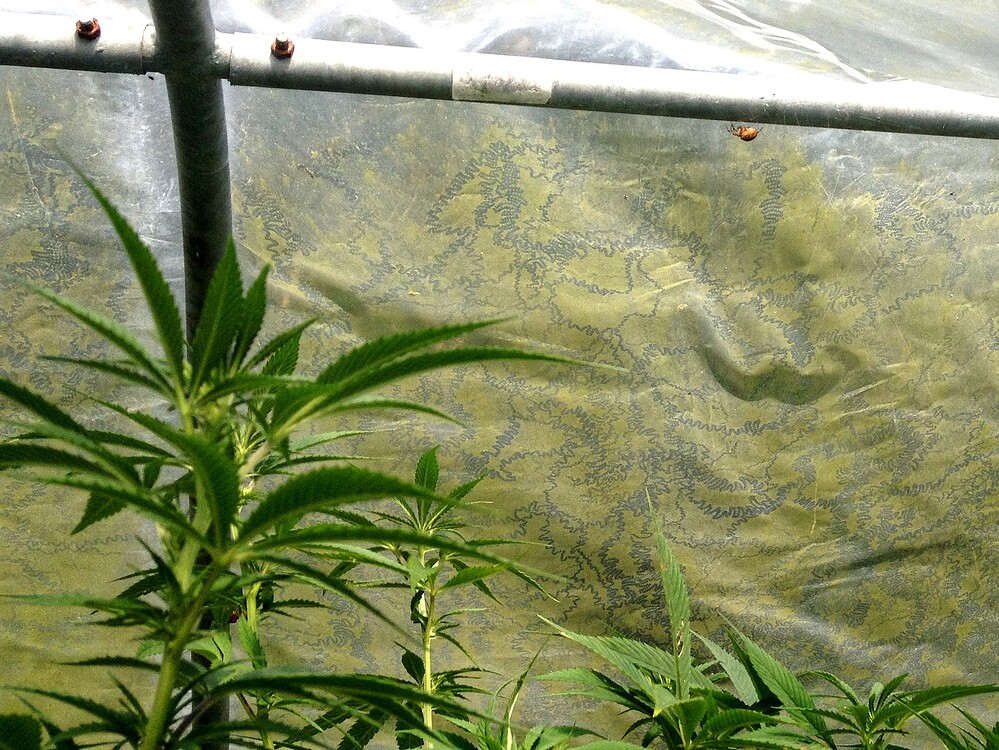 Growreport Bild 45