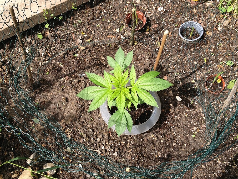 Growreport Bild 46