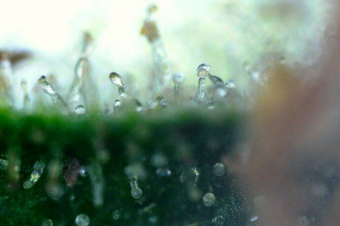 Growreport Bild 9