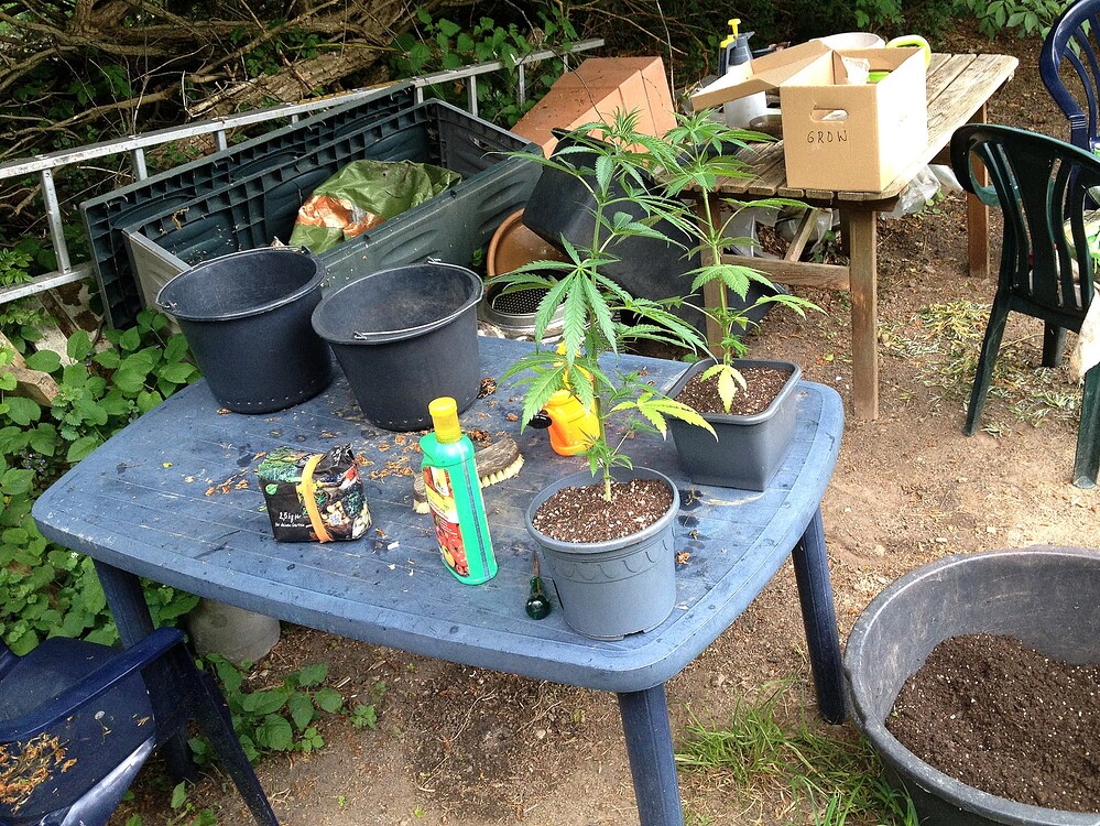 Zwei junge Cannabispflanzen in Töpfen auf einem blauen Gartentisch im Freien, umgeben von Gartenutensilien und Erde.