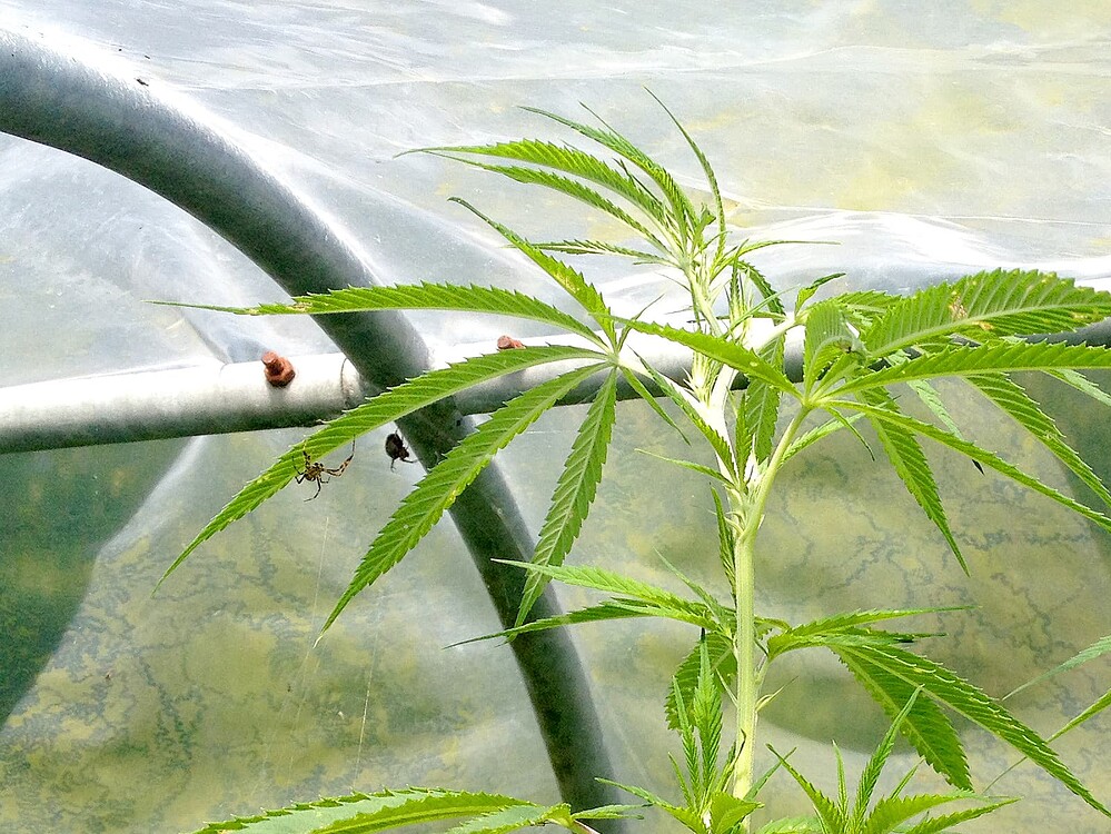Growreport Bild 46
